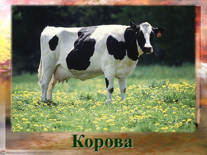 Корова Каждый вечер, так легко, Она даёт нам молоко. Говорит она два слова… Как